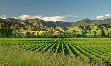 La Route des vins Néo-Zélandais  nz_9