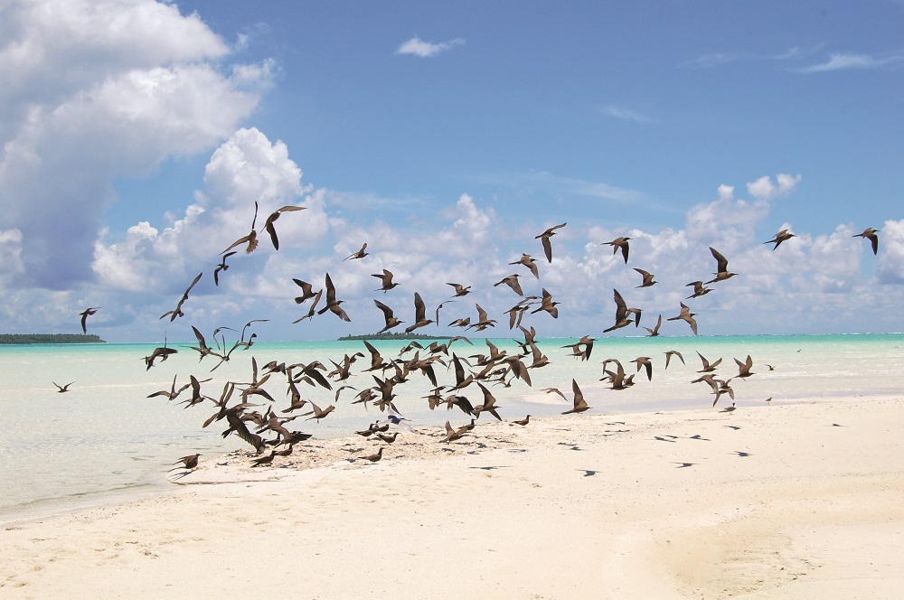 Tetiaora lîle aux oiseaux