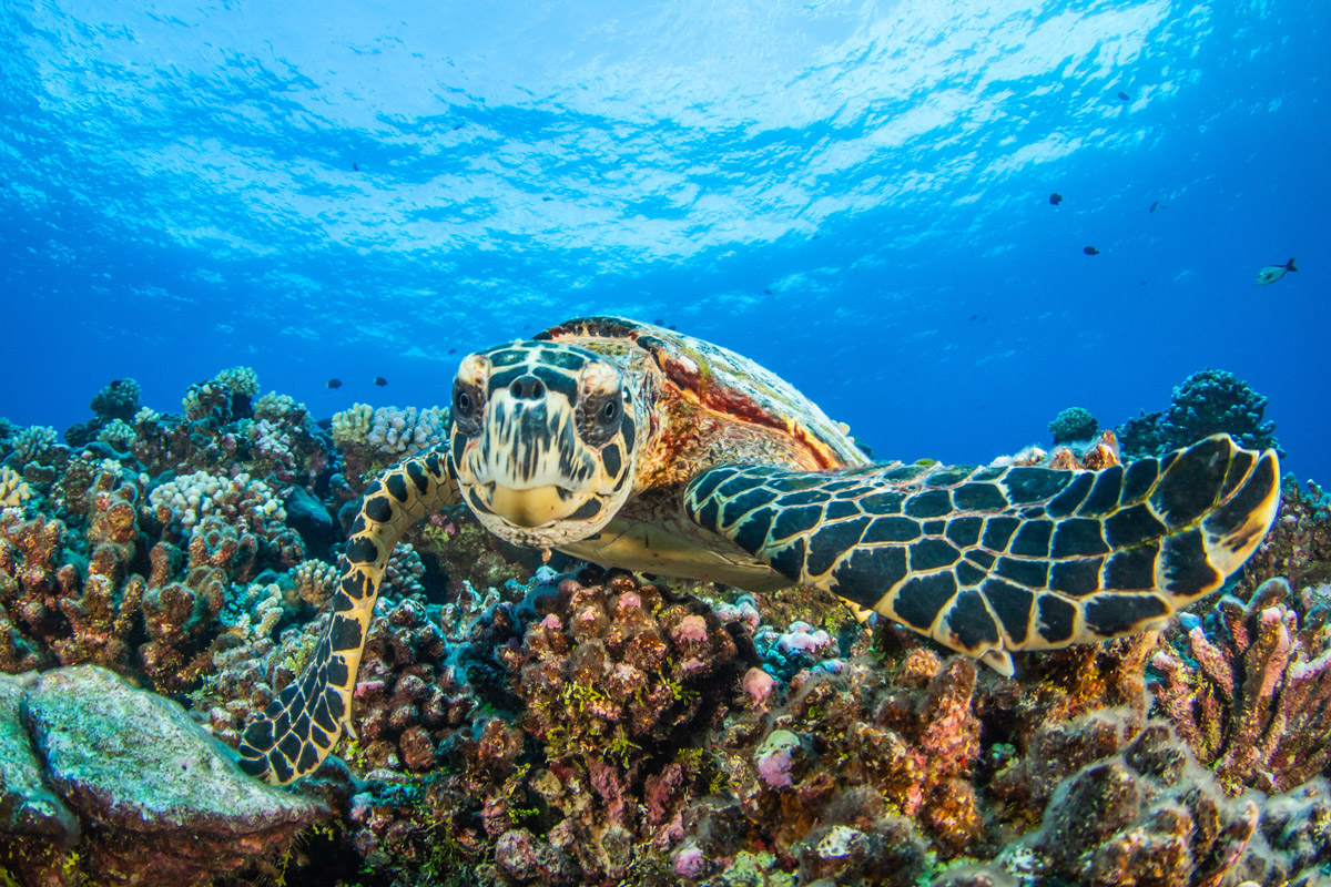 rangiroa lagons polynesie francaise fare voyages