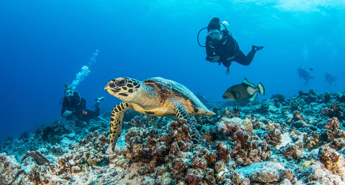 snorkeling rangiroa lagons polynesie francaise