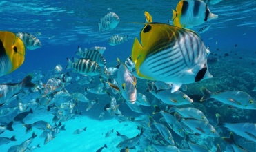 Masques et tubas aux Tuamotu plonge