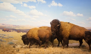 Rêve Américain et nature sauvage  us_3