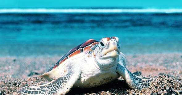 la_reunion_autotour_culture_creole_0003_j7