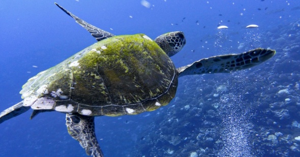 merveilles_sous-marines