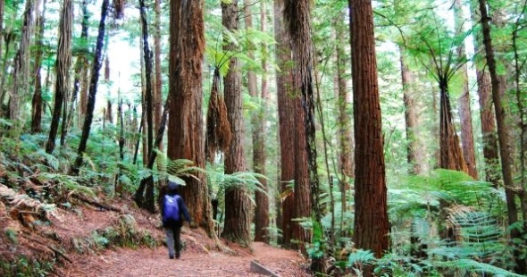 na102-redwood-forest-rotorua-tourism-new-zealand